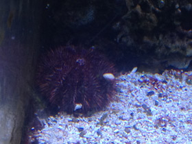 Смотреть фото Красивый шаровидный морской еж Фото Красивый шаровидный морской еж
