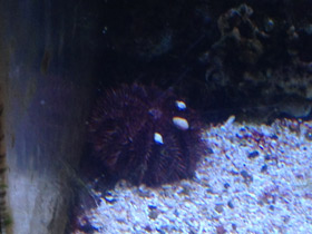 Смотреть фото Красивый шаровидный морской еж Фото Красивый шаровидный морской еж