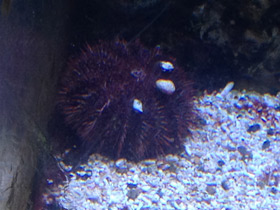 Смотреть фото Красивый шаровидный морской еж Фото Красивый шаровидный морской еж