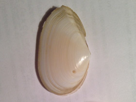 Смотреть фото Синдесмии Фото Синдесмии