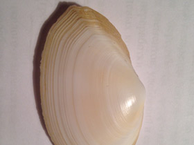 Смотреть фото Синдесмии Фото Синдесмии