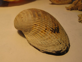 Смотреть фото Анадара Броутона Фото Анадара Броутона