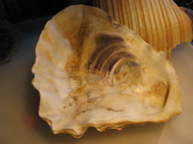 Смотреть фото Устрицы Фото Устрицы