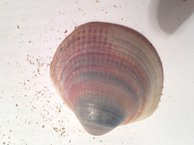 Смотреть фото Глицимериды Фото Глицимериды