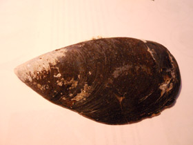 Смотреть фото Митилиды Фото Митилиды