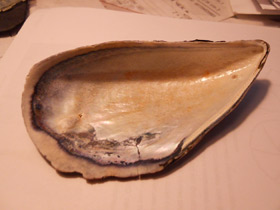 Смотреть фото Митилиды Фото Митилиды