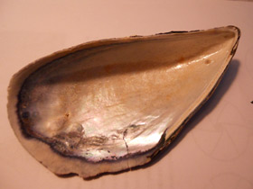 Смотреть фото Митилиды Фото Митилиды