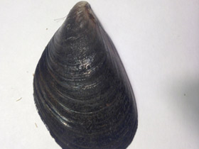 Смотреть фото Митилиды Фото Митилиды