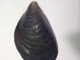 Смотреть фото Митилиды Фото Митилиды