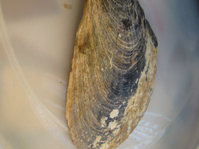 Смотреть фото Пинновые Фото Пинновые