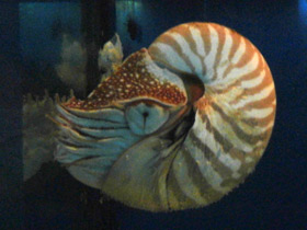 Смотреть фото Светящиеся животные Фото Светящиеся животные