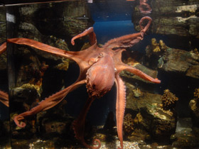 Смотреть фото Осьминог Дофлейна Фото Осьминог Дофлейна