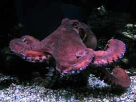 Смотреть фото Осьминог Дофлейна Фото Осьминог Дофлейна