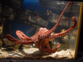 Смотреть фото Осьминог Дофлейна Фото Осьминог Дофлейна