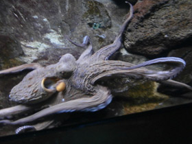 Смотреть фото Обыкновенный осьминог Фото Обыкновенный осьминог