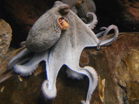 Смотреть фото Обыкновенный осьминог Фото Обыкновенный осьминог