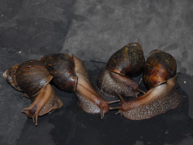 Смотреть фото Ахатиниды Фото Ахатиниды