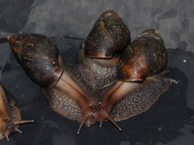 Смотреть фото Ахатиниды Фото Ахатиниды