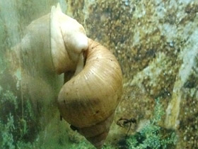 Смотреть фото 15 смешных фактов о животных. Часть 2. Фото 15 смешных фактов о животных. Часть 2.