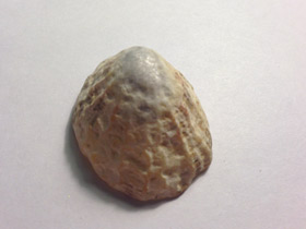 Смотреть фото Акмеиды Фото Акмеиды