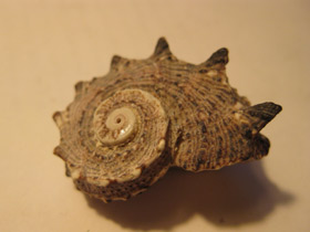 Смотреть фото Ангарииды Фото Ангарииды