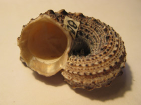 Смотреть фото Ангарииды Фото Ангарииды