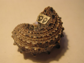 Смотреть фото Ангарииды Фото Ангарииды