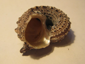 Смотреть фото Ангарииды Фото Ангарииды