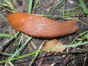 Смотреть фото Дорожный слизень Фото Дорожный слизень