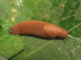 Смотреть фото Дорожный слизень Фото Дорожный слизень