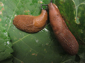 Смотреть фото Дорожный слизень Фото Дорожный слизень