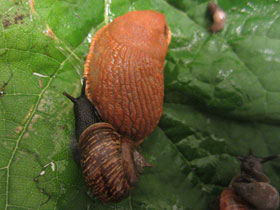 Смотреть фото Дорожный слизень Фото Дорожный слизень