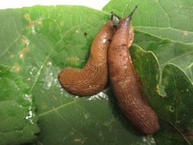 Смотреть фото Дорожный слизень Фото Дорожный слизень