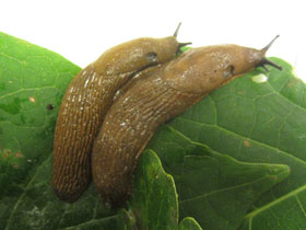 Смотреть фото Дорожный слизень Фото Дорожный слизень