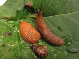 Смотреть фото Дорожный слизень Фото Дорожный слизень