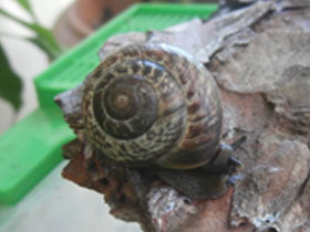 Смотреть фото Кустарниковая улитка Фото Кустарниковая улитка