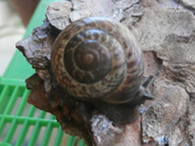 Смотреть фото Кустарниковая улитка Фото Кустарниковая улитка