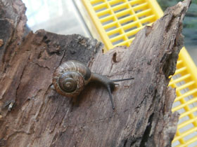 Смотреть фото Кустарниковая улитка Фото Кустарниковая улитка