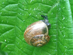 Смотреть фото Кустарниковая улитка Фото Кустарниковая улитка