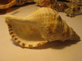 Смотреть фото Харония лампас Фото Харония лампас