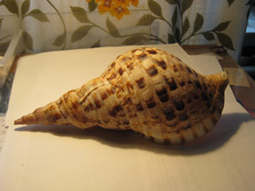 Смотреть фото Харония тритон Фото Харония тритон