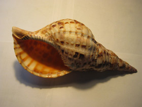 Смотреть фото Харония тритон Фото Харония тритон