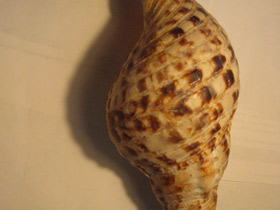 Смотреть фото Харония тритон Фото Харония тритон