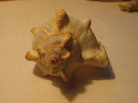 Смотреть фото Мурекс девичий Фото Мурекс девичий