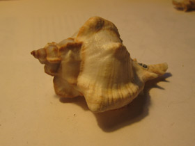 Смотреть фото Мурекс девичий Фото Мурекс девичий