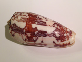 Смотреть фото Струйчатый конус Фото Струйчатый конус