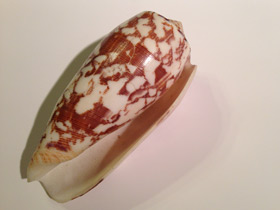 Смотреть фото Струйчатый конус Фото Струйчатый конус