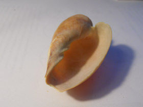 Фото Волюта-горшок