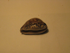 Смотреть фото Ципрея арабика имманис Фото Ципрея арабика имманис