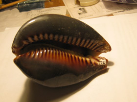 Смотреть фото Ципрея терзитес Фото Ципрея терзитес